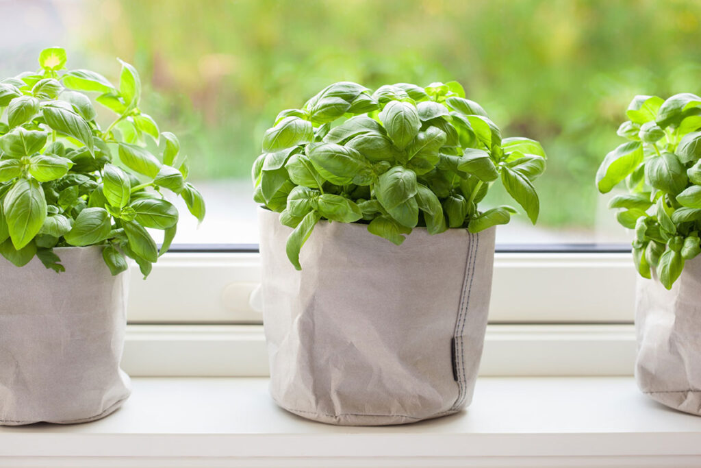 Deze 5 aromatische kruiden zijn het gemakkelijkst te kweken en te telen binnenshuis