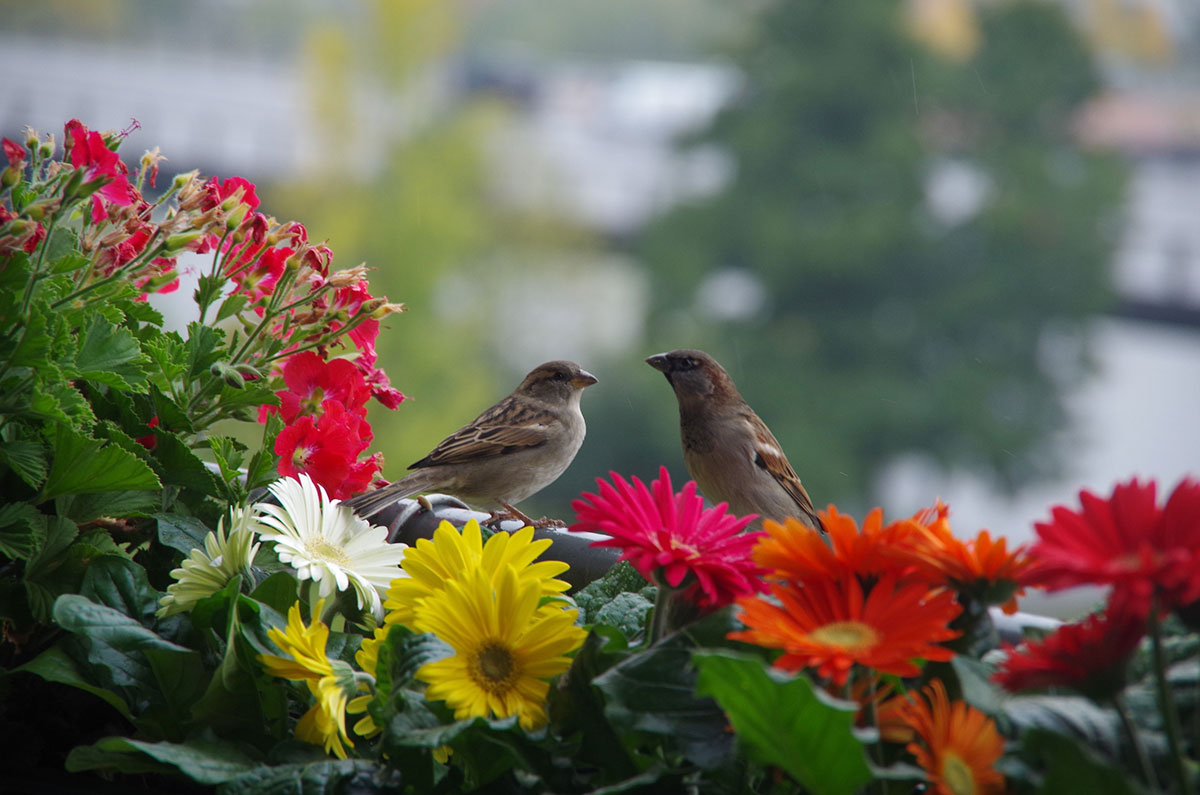 Hier is hoe je deze zomer gemakkelijk vogels kunt lokken in je tuin.