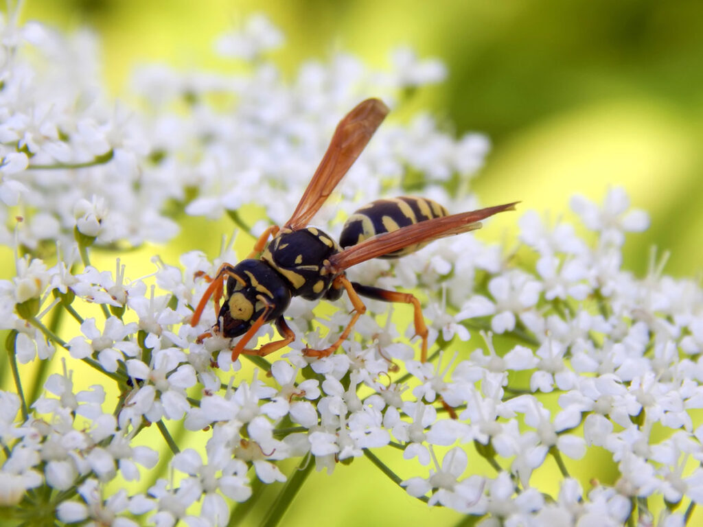 Waar zijn wespen goed voor in de tuin?