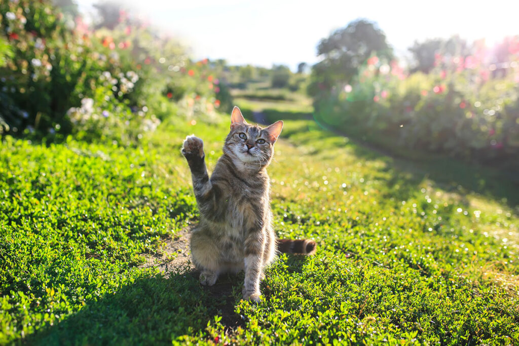 De beste tips om katten uit je tuin te verjagen