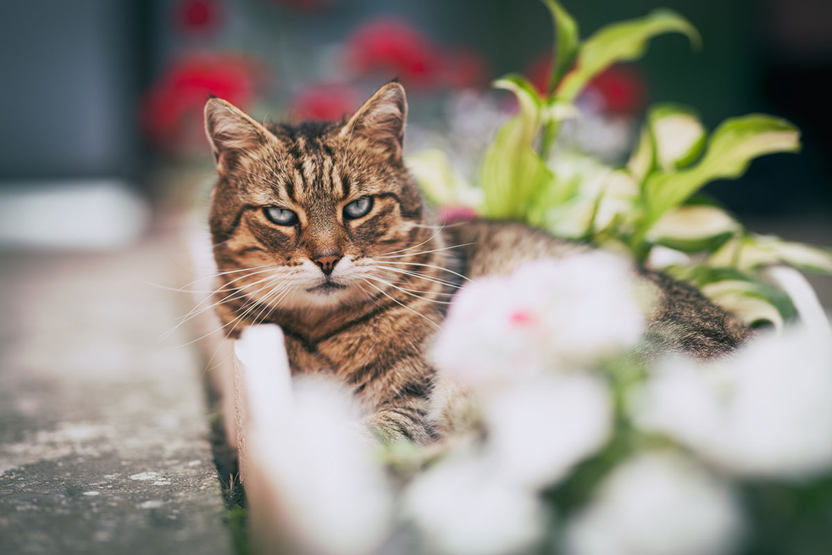 Dit zijn de beste trucs om katten uit je tuin te houden