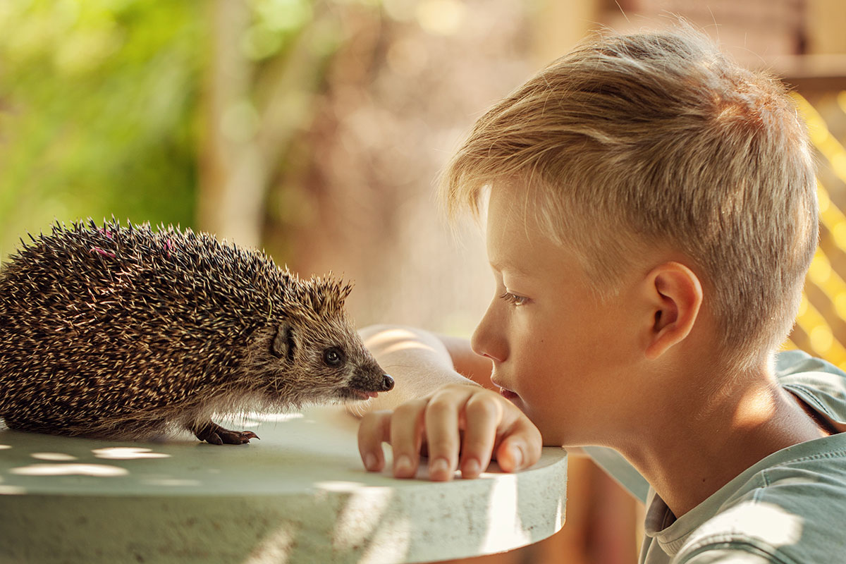 Egel: hier zijn enkele tips van een zoöloog om hem goed te verwelkomen in uw tuin