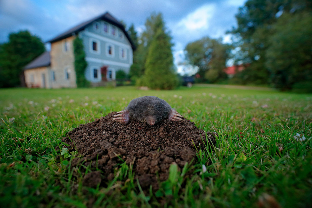 Is de mol echt vervelend voor mijn tuin