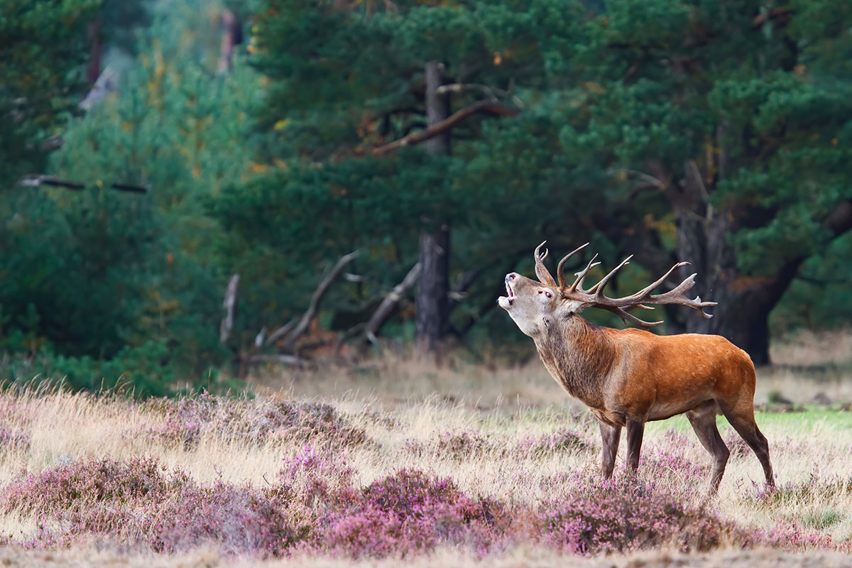 Veluwe