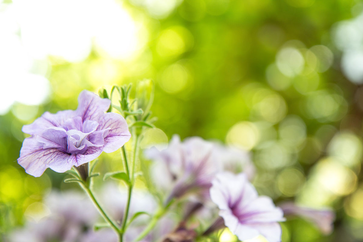 hier is onze selectie van de mooiste bloemen, bestand tegen volle zon.