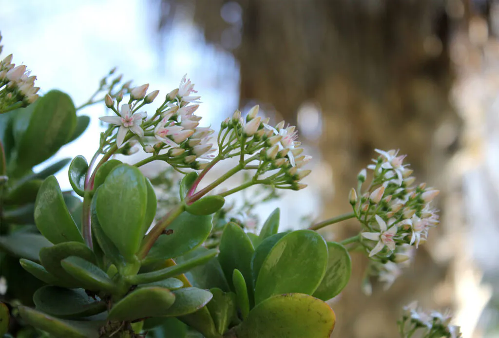 Crassula ovata jadebloom